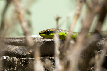 A Philodryas olfersii snake or cobra-verde is a species of venomous snake in the family Colubridae, endemic from South America. Wild animal. Animal life. Green snack.