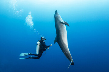 Bottlenose dolphin, French Polynesia