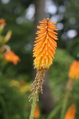 Beautiful orange kniphofia or red hot pokers in garden setting