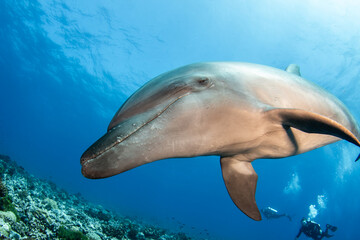 Obraz na płótnie Canvas Bottlenose dolphin, French Polynesia