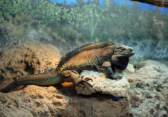 Cuban rock iguana (cyclura nubila) is a species of lizard of the iguana family