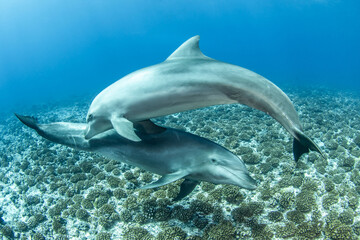 Fototapeta na wymiar Bottlenose dolphin, French Polynesia