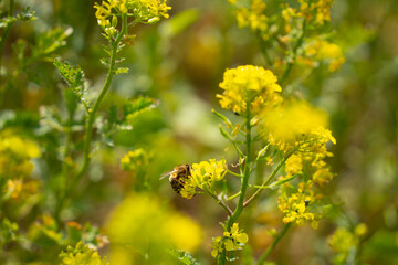 Biene sitzt auf gelber Ölrettich Blüte