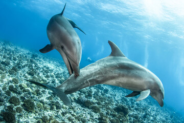 Plakat Bottlenose dolphin, French Polynesia
