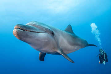 Naklejka premium Bottlenose dolphin, French Polynesia