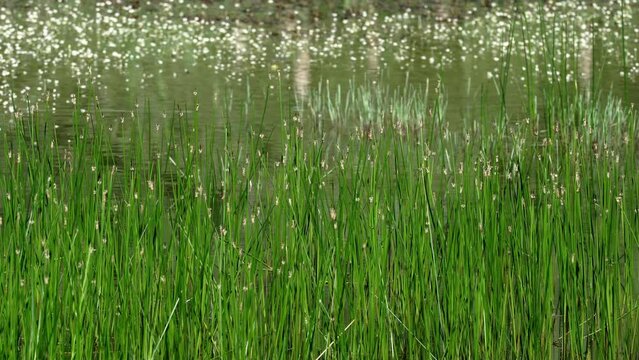 Marsh reeds moved by the light wind in the pond of San Benedetto in Perillis. Abruzzo, Italy