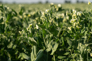Erbsenpflanzen in der Blüte