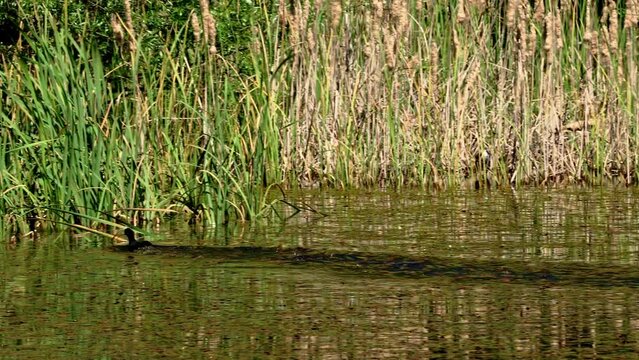 Pair of coots flirting in the pond under San Benedetto in Perillis. San Benedetto in Perillis, Abruzzo, Italy