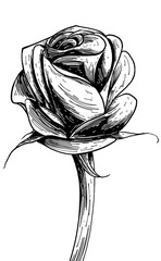 Ilustraci√≥n de rosa florecida entintada en blanco y negro - obrazy, fototapety, plakaty
