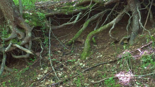 Twisted, moss-covered roots of a Beech. Soil washout and erosion has brought them to the surface. Bosco di Sant'Antonio nature reserve, Abruzzo, Italy, Europe