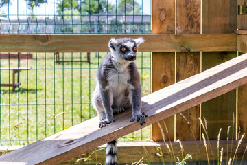 Piękny lemur w ogrodzie zoologicznym - obrazy, fototapety, plakaty