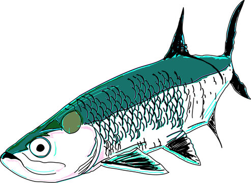A Beautiful full colored Tarpon