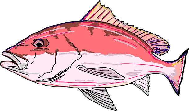 An American Red Snapper or Reef Fish 