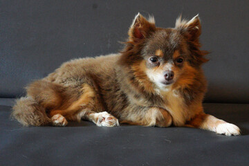 pomeranian Or called 