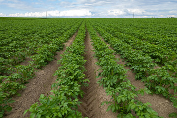 Fototapeta na wymiar Green potato field, plantation with rows, aerial drone photo