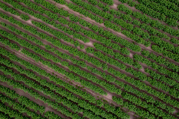 Green potato field, plantation with rows, aerial drone photo