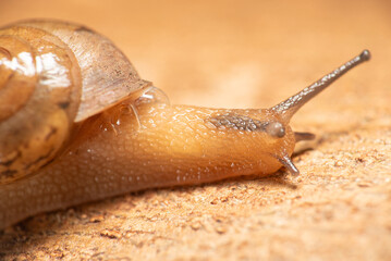 Snail, small snail walking on rustic wood, selective focus.