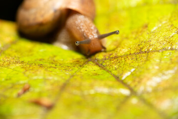 Snail, small snail on a grape leaf after rain, selective focus.