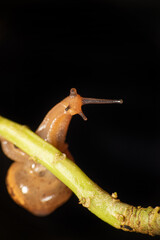 Snail, small snail hanging on a branch, dark background, selective focus.