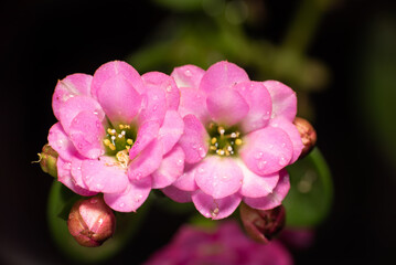 Fototapeta na wymiar Micro flowers, beautiful pink micro flowers in a garden in Brazil, selective focus.