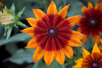 red and orange flower black eyed susan rudbeckia bicolor vibrant sunflower