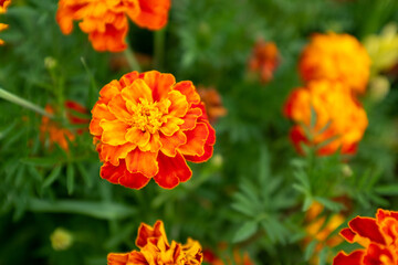 Orange marigold flowers, close-up. Background from french marigolds for publication, design, poster, calendar, post, screensaver, wallpaper, postcard, banner, cover, website. High quality photo