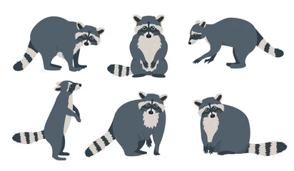 Set of raccoon icons in different poses. Wild mammal forest animals characters. Raccoons with striped tails. Vector illustration on white background. - obrazy, fototapety, plakaty