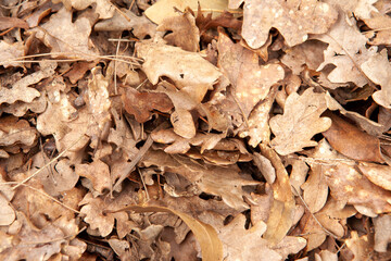  Autumn leaves, horizontal photo. Background from fallen oak foliage for publication, screensaver, wallpaper, postcard, poster, banner, cover, website. Art high-quality photo