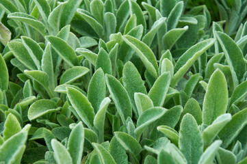 Obraz premium Silky Fleece. Decorative landscape design. Green decorative grass for landscape design.