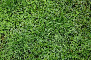Small grass top view. Natural grass background