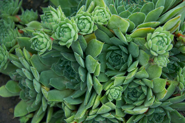 Fototapeta premium Green stone rose Sempervivum in the garden, top view, evergreen plant. Ornamental plant, decoration of the rock garden, succulent
