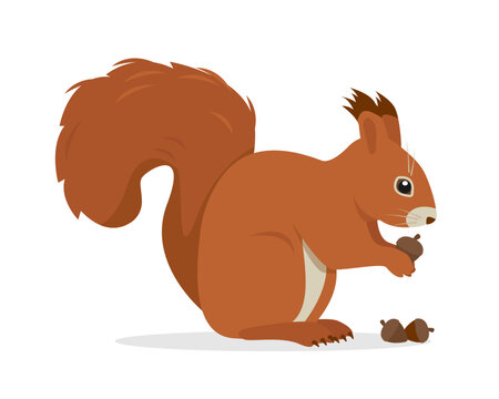 Squirrel animal with nuts or acorns. Wild mammal forest animal character. Red Squirrel with fluffy tail. Vector icon illustration isolated on white background.