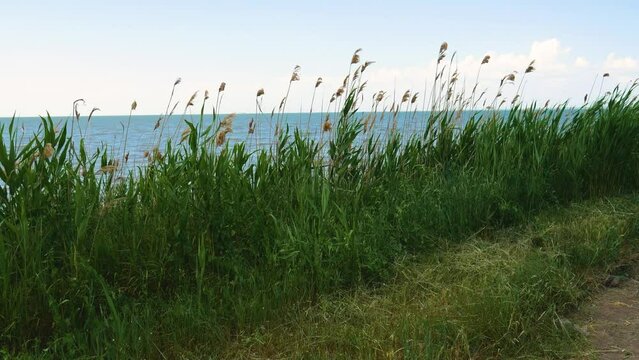 Wild coast, overgrown with reeds and other vegetation. Wild coast of the river or sea.