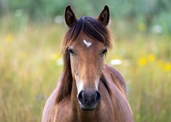 Obraz premium Horse at St Aidans in England, United Kingdom