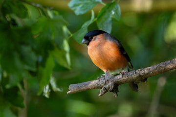 A Male Bullfinch perched on a tree looking down 