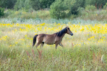 Horse at St Aidans in England, United Kingdom