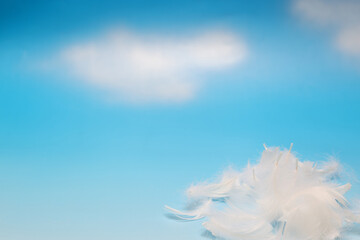 Obraz premium 青空背景のフェザー