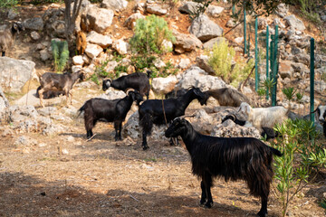 Black mountain goats among the rocks.