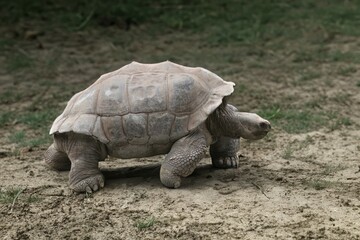 Fototapeta premium A large wild turtle in nature