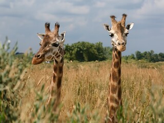 Two giraffes with long necks.