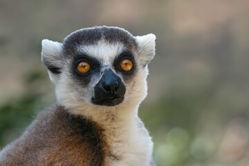 A curious wild lemur in its natural habitat.