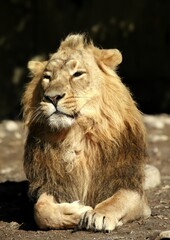 A wild lion resting in the sun in nature.