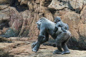 A female gorilla with her young in their natural habitat.