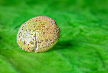 Small mushroom isolated on a green background