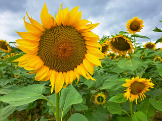 Close up of a sunflower blossom