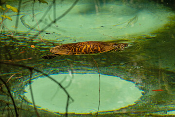 turtle in a clear pond in the Juniper Springs Recreation Area