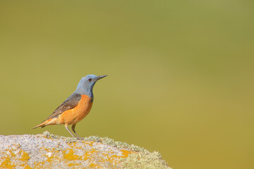 Roquero rojo - Monticola saxatilis - Common rock thrush