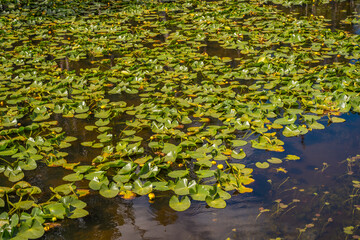 Pond with yellow water lilies in Yellowstone National Park.