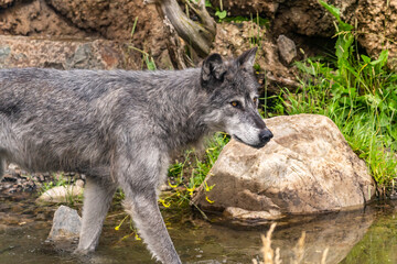 A gray wolf at the Grizzly and Wolf Discovery Center, Yellowstone