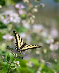 butterfly on a flower